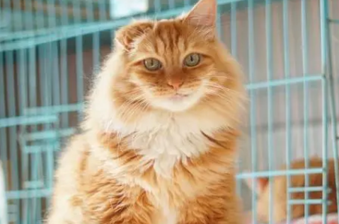 长毛橘猫几个月开始爆毛