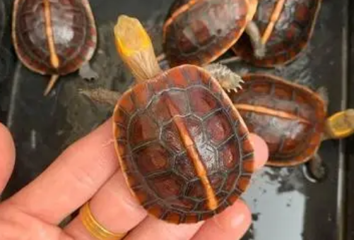 适合新手养的半水龟