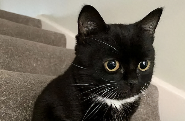 一只永远长不大的猫咪，可爱极了，但是背后却是...