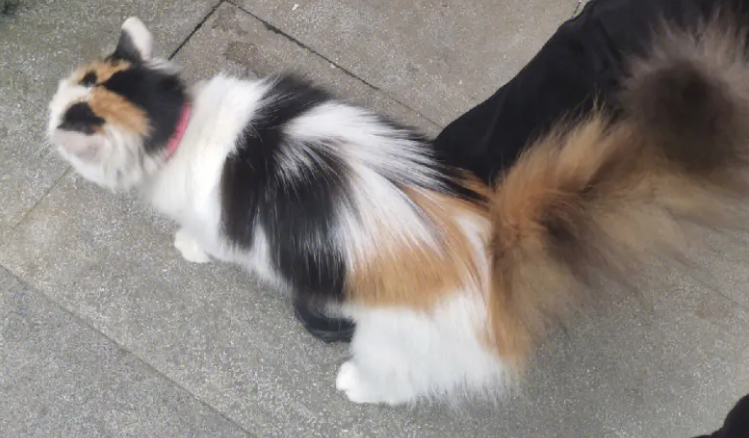 长毛三花小奶猫图片