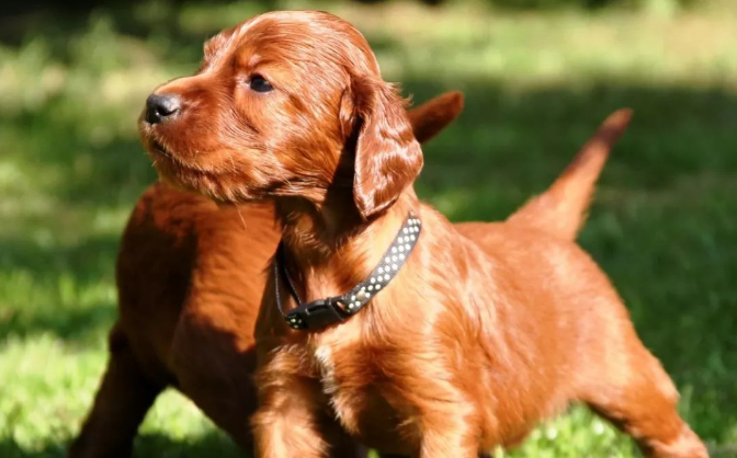 赛特犬的特点,你了解多少! 赛特犬的特点,你了解多少!