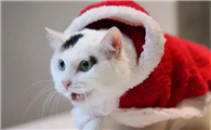猫咪为什么喜欢大毛领呢