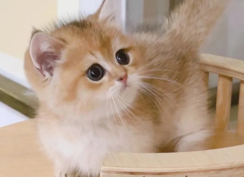 金渐层猫的优点和缺点