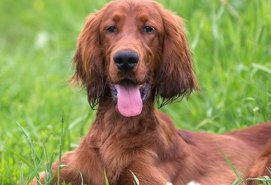 爱尔兰塞特犬多少钱一只呢？来了解下吧