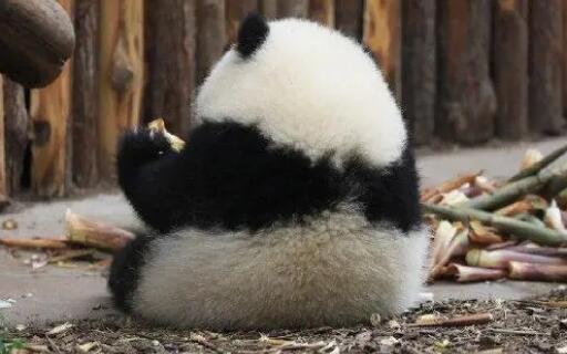 网红熊猫花花