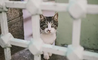 猫咪为什么总爱跑出家里