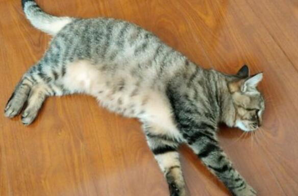 狸花猫多大才能变温顺