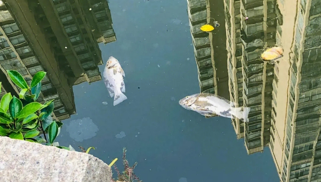 深圳暴雨过后,街头满是各种鱼,市民捕捞为何专家却劝告不能吃? 深圳暴雨过后,街头满是各种鱼,市民捕捞为何专家却劝告不能吃?