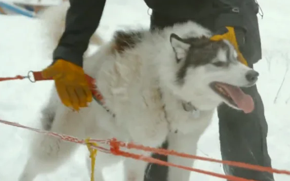 因纽特犬怎么养?不妨来看看吧 因纽特犬怎么养?不妨来看看吧