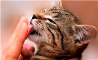 猫咪为什么早晨喜欢舔人呢