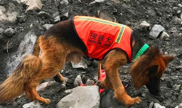 搜救犬在救援行动中的作用~