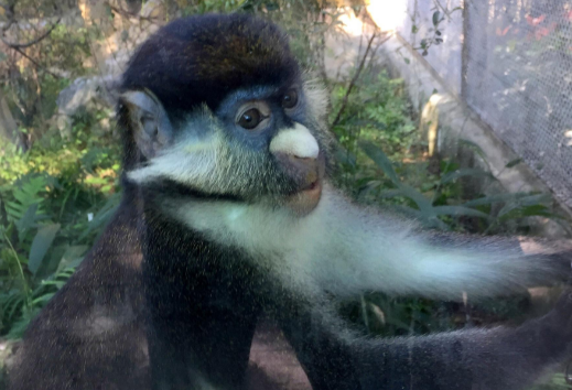 小白鼻长尾猴吃什么好呢? 小白鼻长尾猴吃什么好呢?