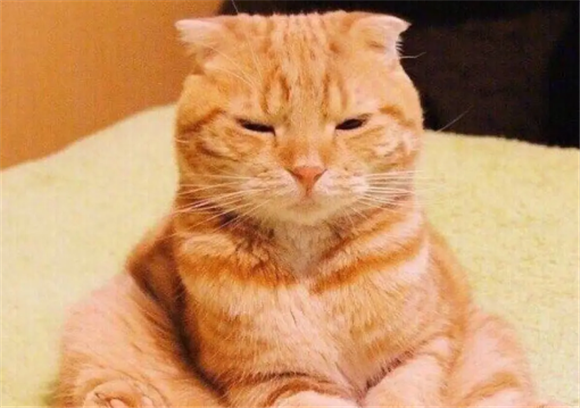 橘猫蓝眼睛是什么品种