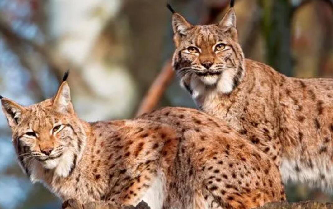 猞猁和山猫有什么区别 猞猁和山猫有什么区别