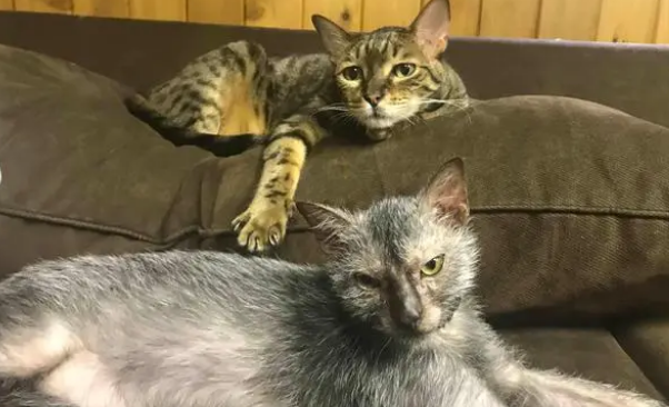 狼猫是什么意思