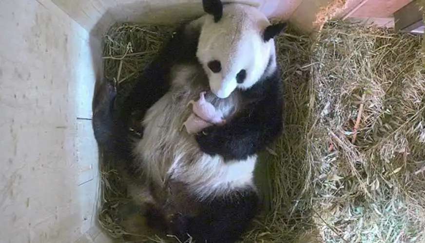 熊猫生宝宝为什么是射出来的