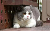 猫咪为什么记忆短弱呢