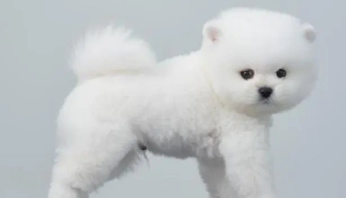 俊介犬能长多大?俊介犬是什么品种? 俊介犬能长多大?俊介犬是什么品种?