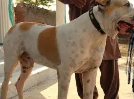 巴基斯坦巨型斗犬库达犬,藏獒在它面前不堪一击 巴基斯坦巨型斗犬库达犬,藏獒在它面前不堪一击