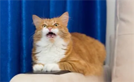 母猫为什么一到晚上就叫