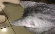 猫咪不长绒毛是怎么回事