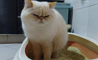 猫咪为什么在我头上拉屎