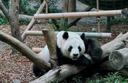 熊猫成为国宝的真正原因