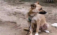狗狗为什么突然对主人冷漠呢