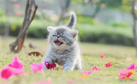 猫为什么喜欢追着人咬后脚跟
