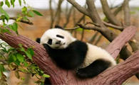 大熊猫吃什么食物
