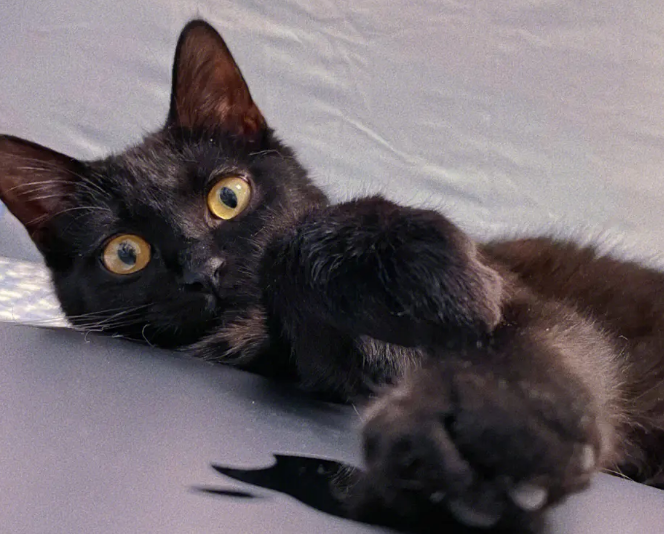 玄猫一般人养不了吗 玄猫一般人养不了吗