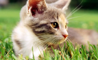 猫咪为什么偷偷攻击人类