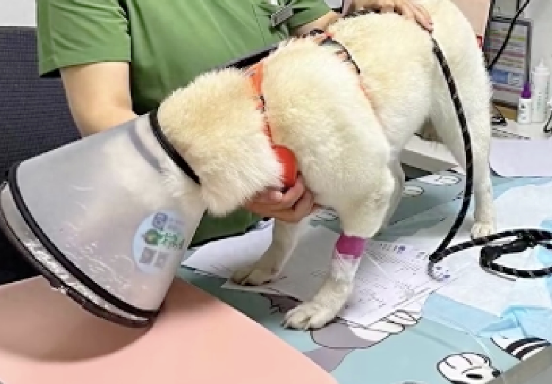 柴犬偷吃了70多粒布洛芬，主人花了5千将它抢救回来