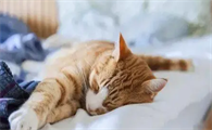 猫咪爱睡觉是什么原因引起的