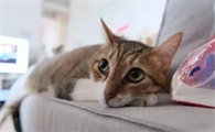 猫咪为什么爱躲在沙发里呢