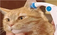 猫咪低体温