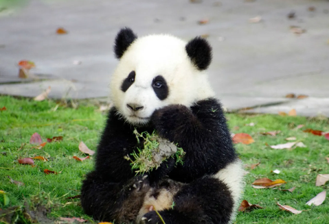 中国到底有多少只熊猫
