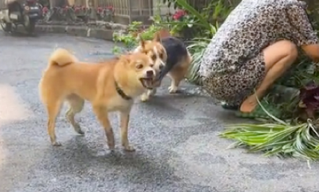 柴犬和柯基打架,它碰瓷假装受伤了抬起脚嗷嗷叫! 柴犬和柯基打架,它碰瓷假装受伤了抬起脚嗷嗷叫!