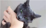 猫咪会不会伤害人类呢