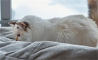 为什猫咪为什么起不了床呢