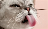 猫咪为什么咬住舌头啊