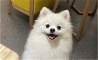 狗狗为什么爱吃猫砂呢