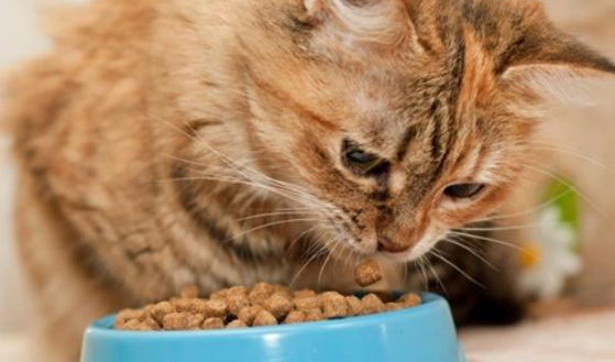 度歌猫粮是毒猫粮吗 度歌猫粮是毒猫粮吗