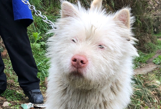 杂交下司犬好不好图片