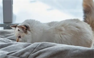 猫咪为什么忽然喜欢独睡呢