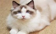猫咪适合跟什么一起养呢