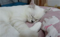 猫咪为什么会爬到床上睡觉