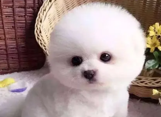 袖珍犬是什么动物?一文告诉你 袖珍犬是什么动物?一文告诉你
