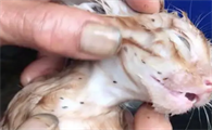 猫身上发现一只跳蚤是不是家中有很多呢