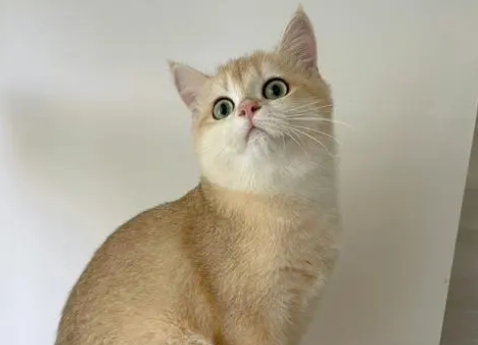 金渐层猫粘人吗 金渐层猫粘人吗
